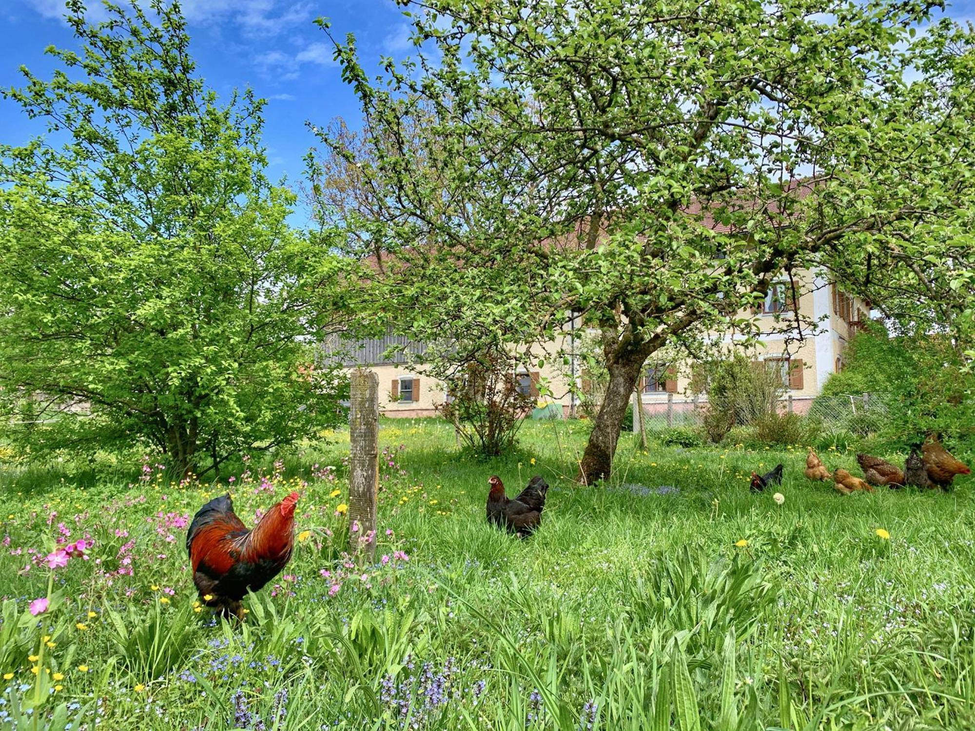 Bauernhof Geigerhof Villa Aschau im Chiemgau Eksteriør billede